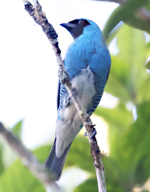 Swallow Tanager