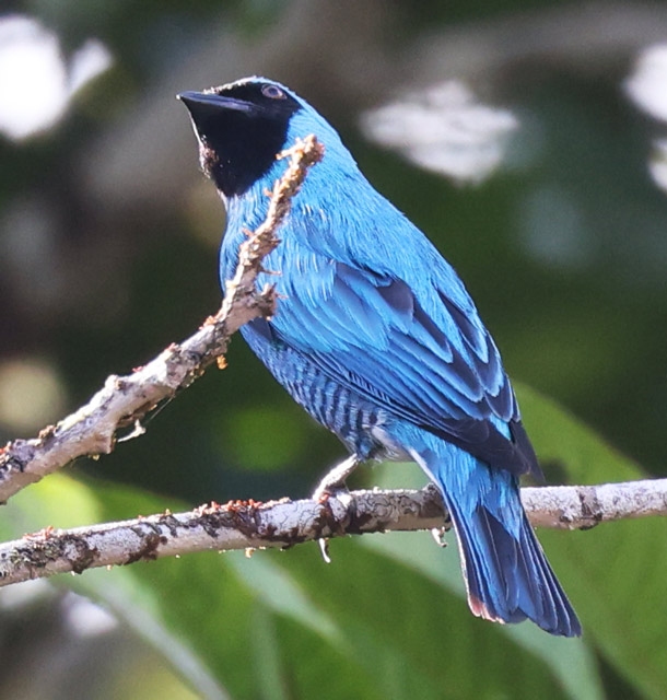 Swallow Tanager