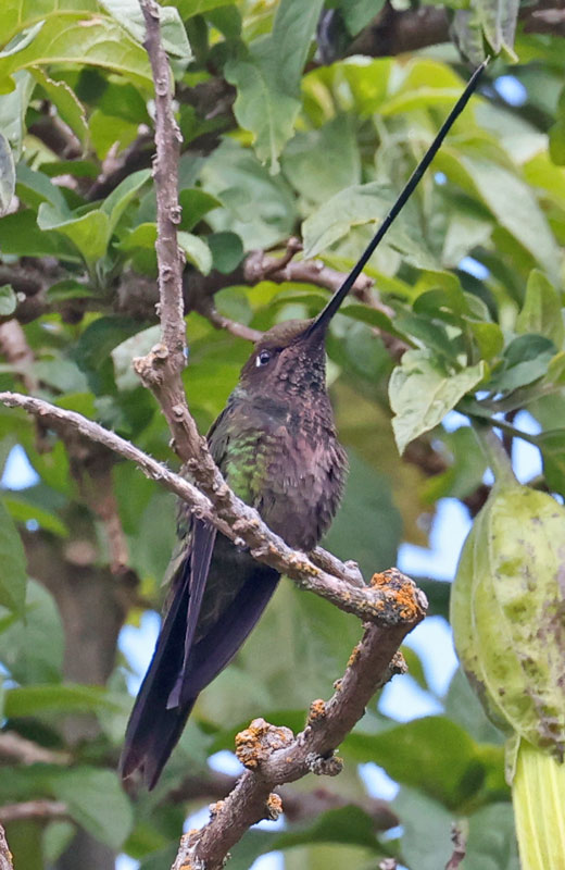 Sword-billed Hummingbird