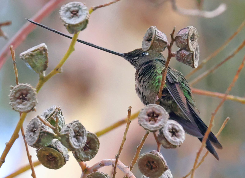 Sword-billed Hummingbird