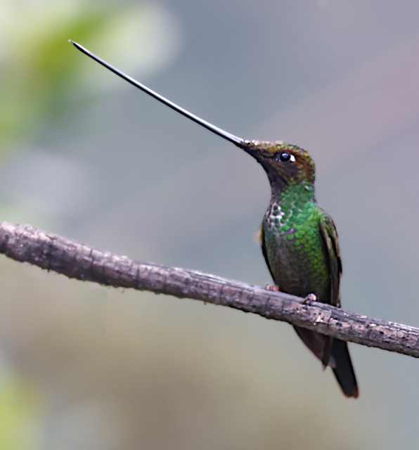 Sword-billed Hummingbird