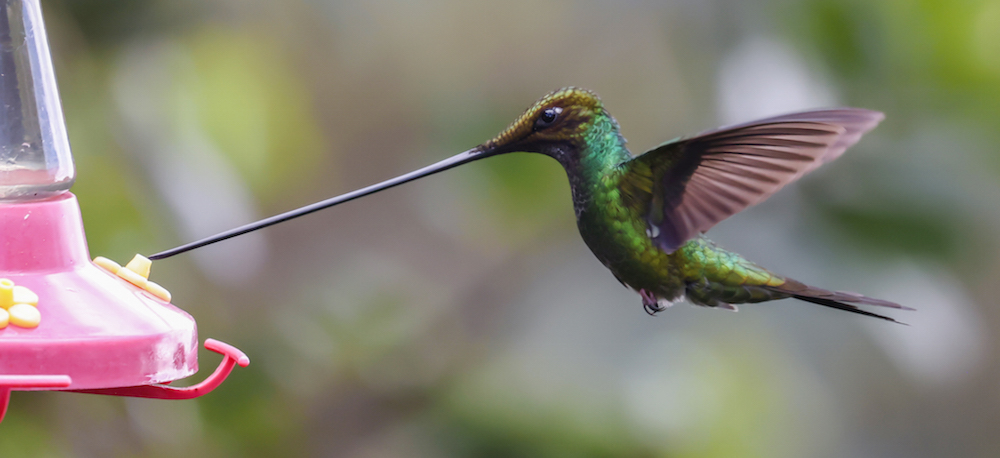 Sword-billed Hummingbird