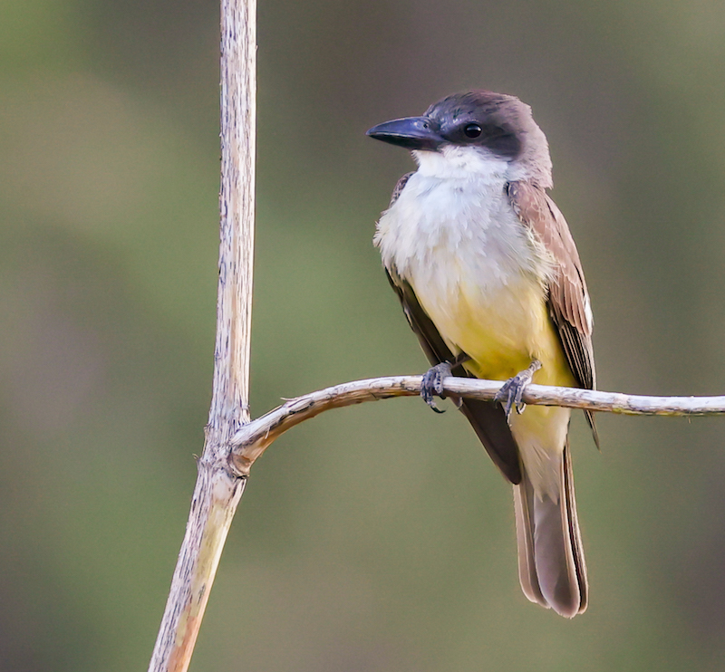 Thick-billed Kingbird