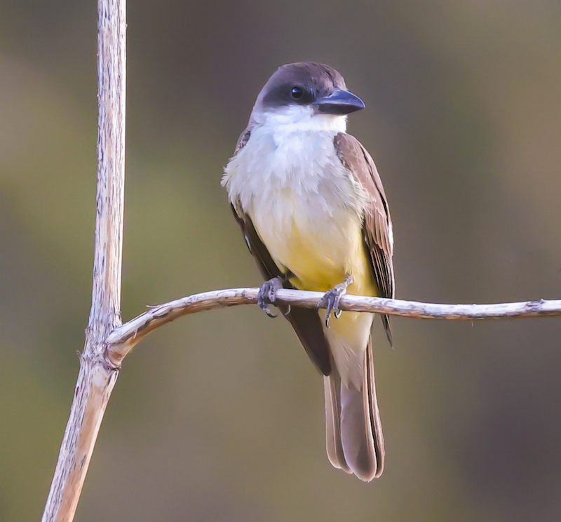 Thick-billed Kingbird