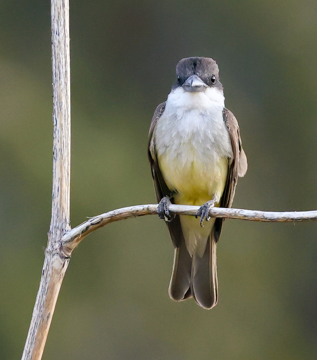 Thick-billed Kingbird