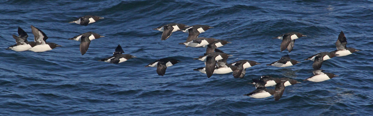 Thick-billed Murre