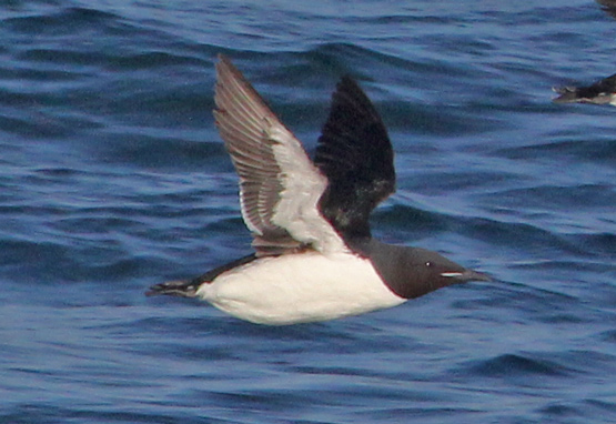 Thick-billed Murre