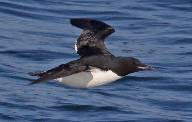Thick-billed Murre