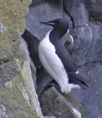 Thick-billed Murre