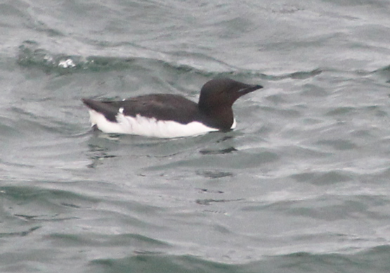 Thick-billed Murre