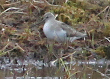 Terek Sandpiper