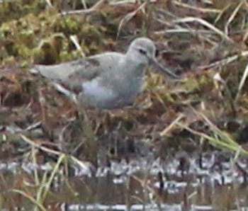Terek Sandpiper