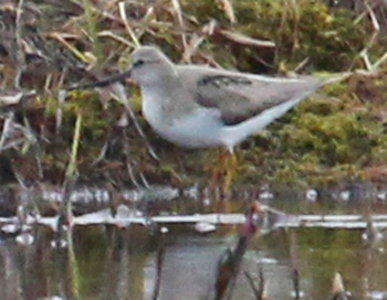 Terek Sandpiper