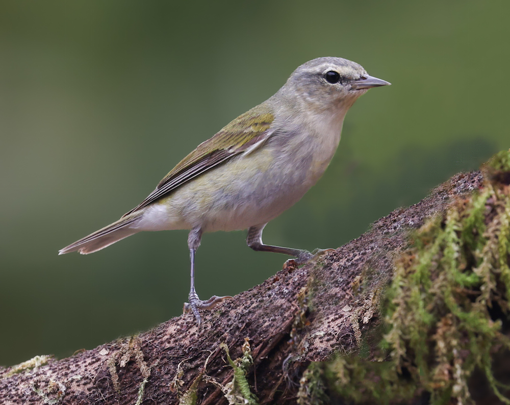 Tennessee Warbler (fall adult)