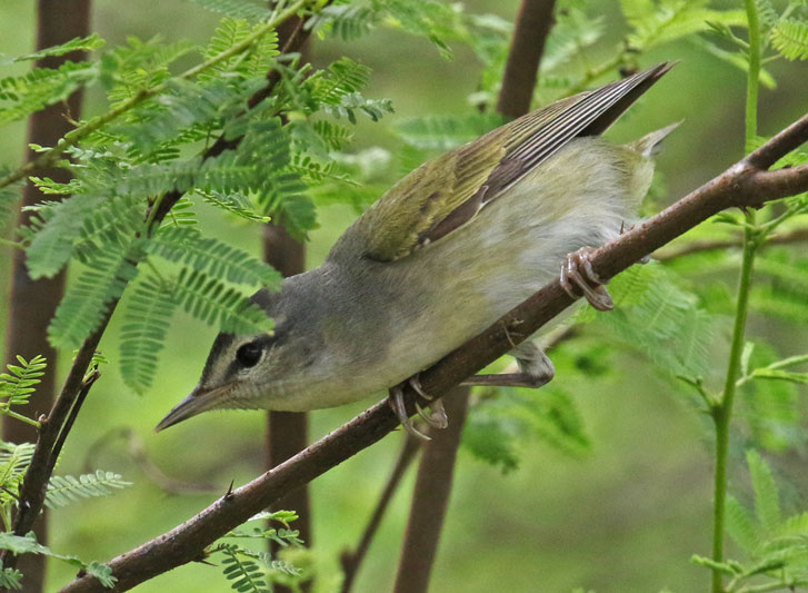 Tennessee Warbler photo #1