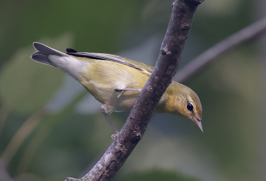 Tennessee Warbler (1st fall)
