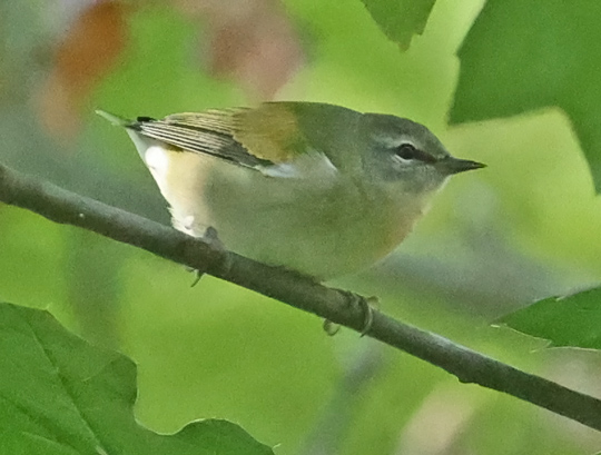 Tennessee Warbler (fall adult)