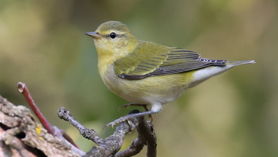 Tennessee Warbler (fall adult)