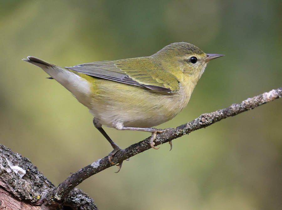 Tennessee Warbler (fall adult)