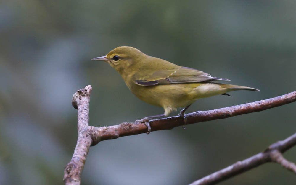 Tennessee Warbler (1st fall)