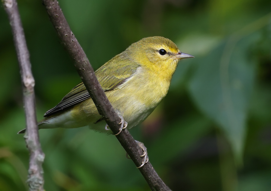 Tennessee Warbler (1st fall)