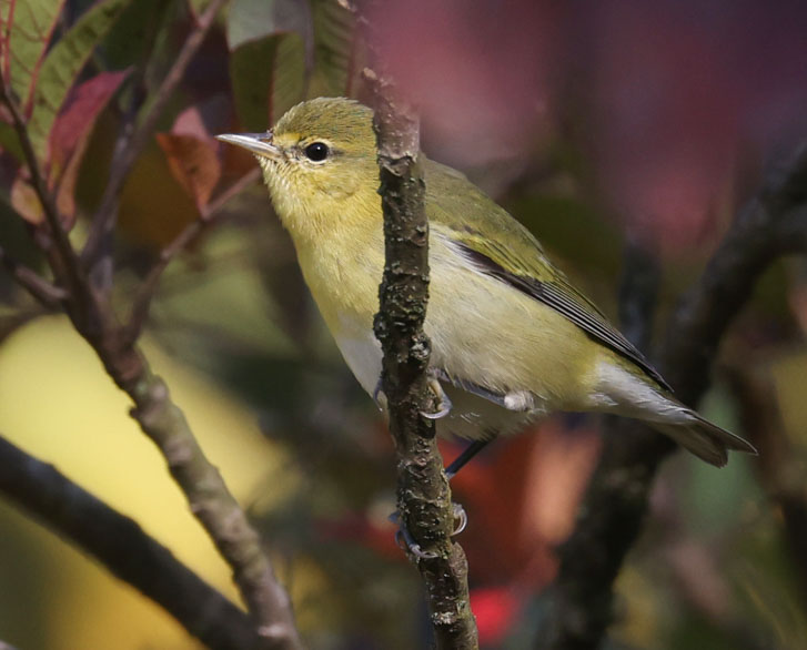 Tennessee Warbler (1st fall)