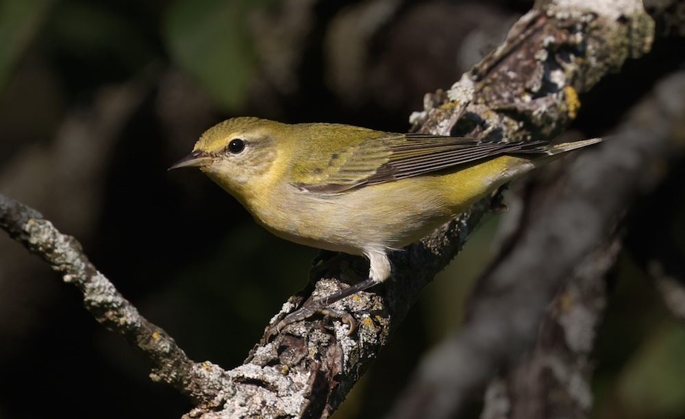 Tennessee Warbler (1st fall)