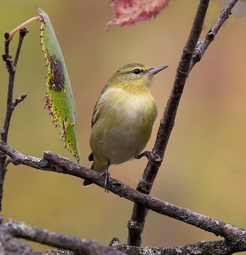 Tennessee Warbler (1st fall)