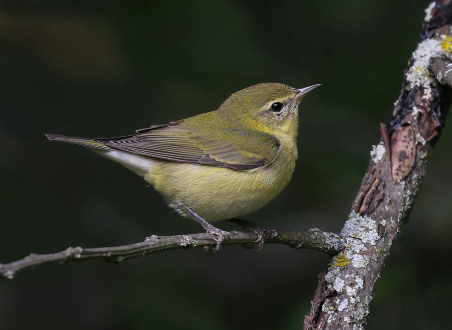 Tennessee Warbler (fall adult)