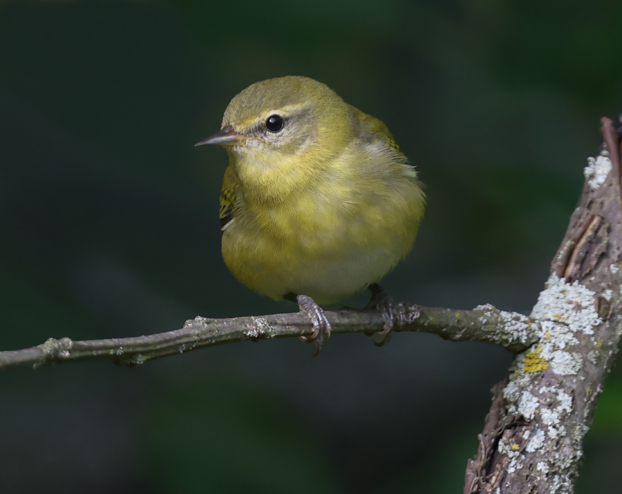 Tennessee Warbler (1st fall)