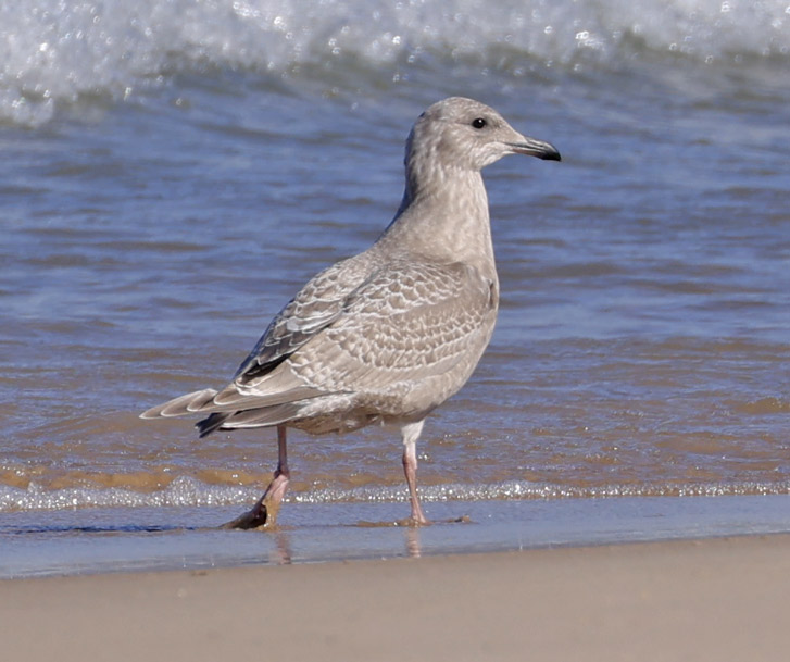 Iceland Gull 