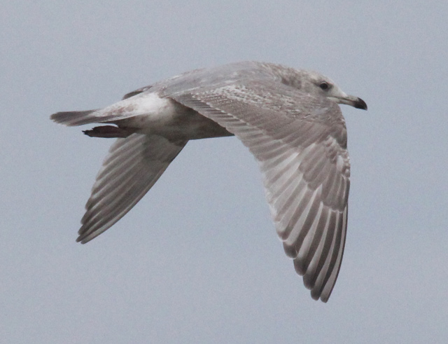 Iceland Gull 