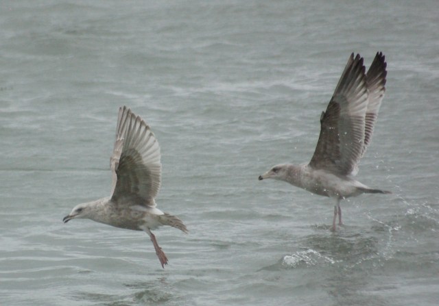 Iceland Gull 