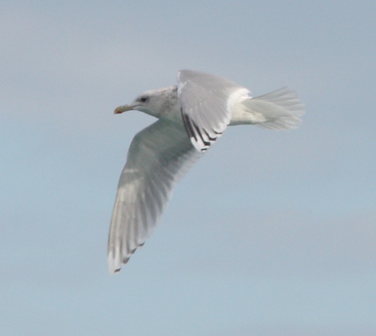 Thayer's Gull (adult)