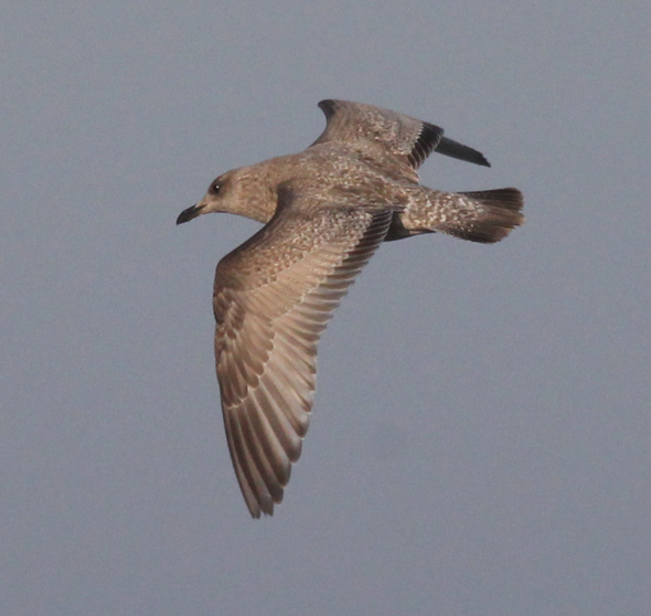 Iceland Gull 