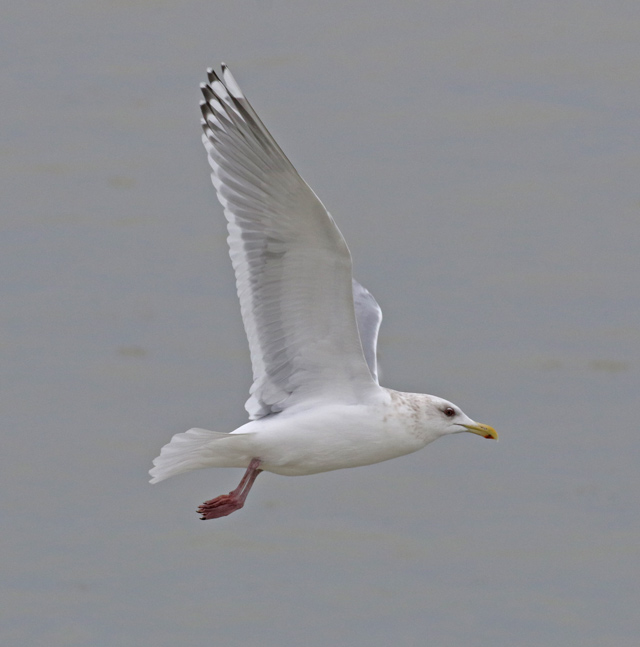 Iceland Gull 