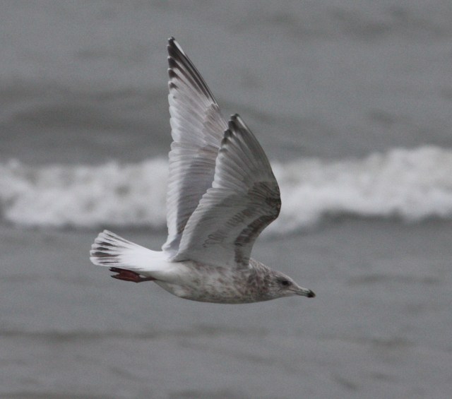 Iceland Gull 