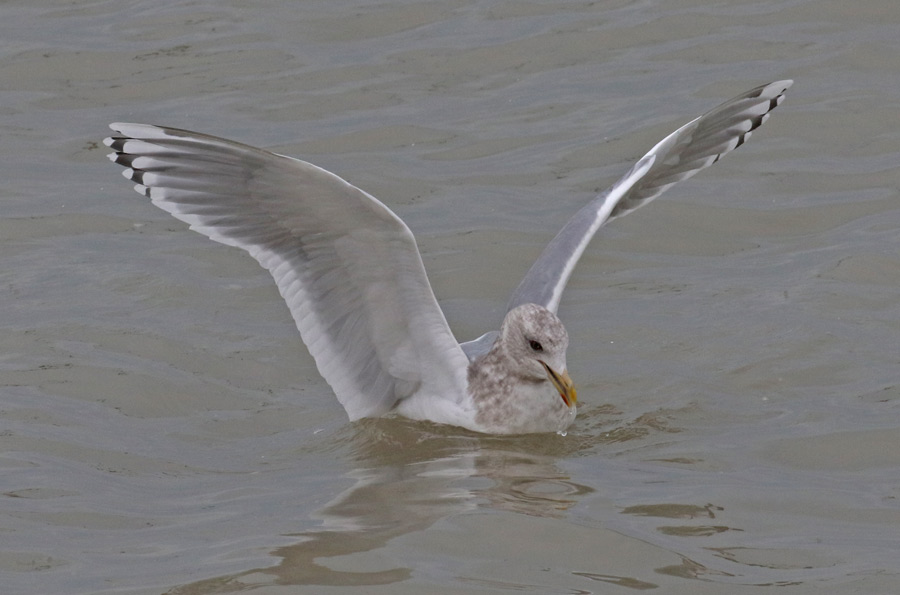 Iceland Gull 
