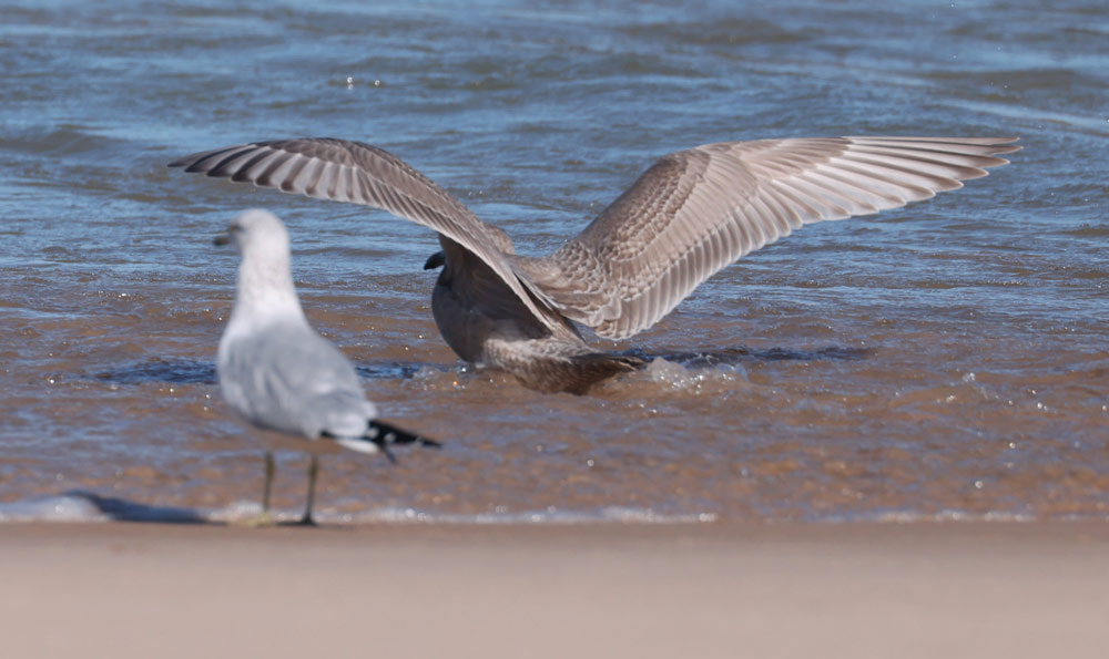 Iceland Gull 