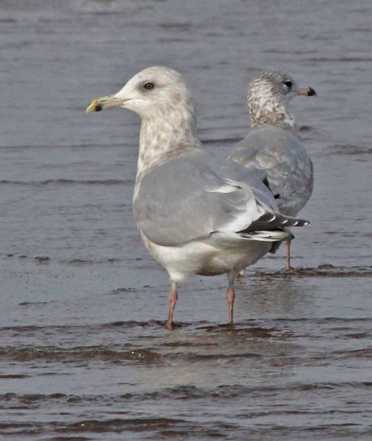 Iceland Gull 