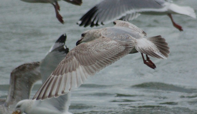 Iceland Gull 