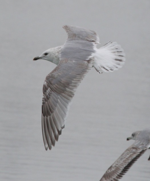 Iceland Gull 