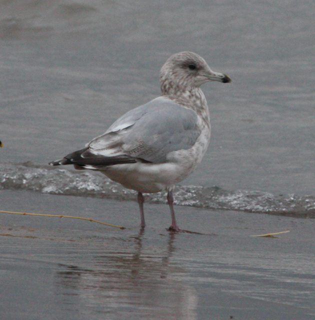 Iceland Gull 
