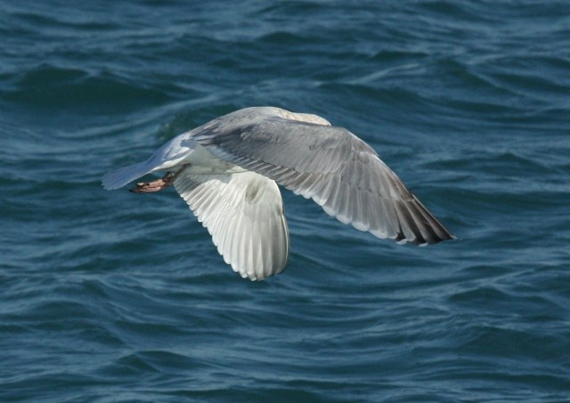Iceland Gull 