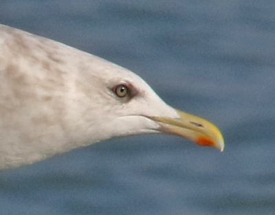 Iceland Gull 