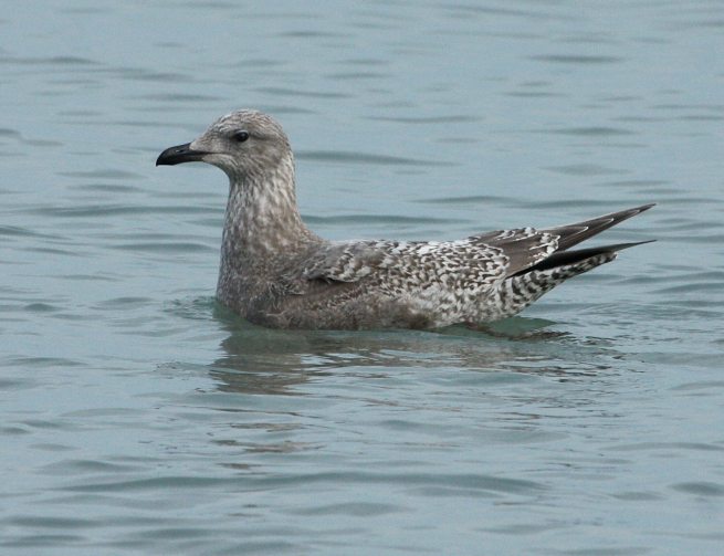 Iceland Gull 