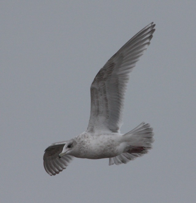 Iceland Gull 