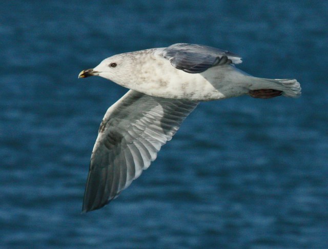 Iceland Gull 