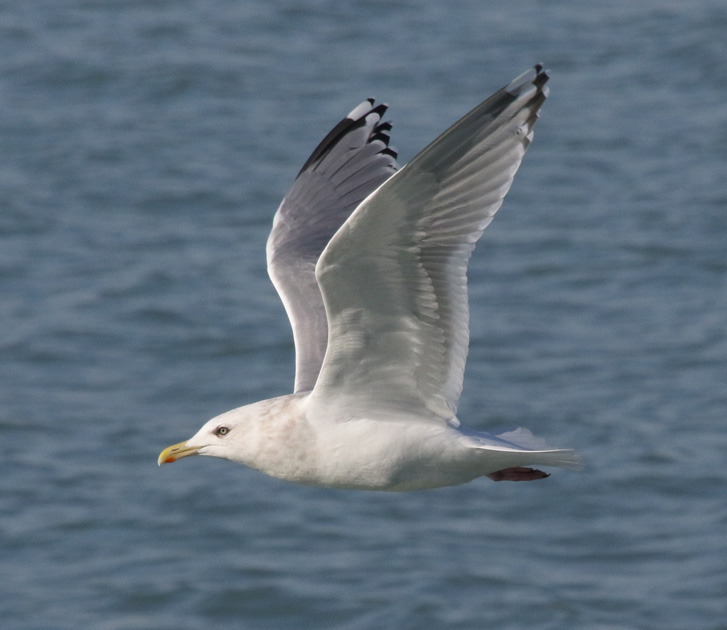 Iceland Gull 