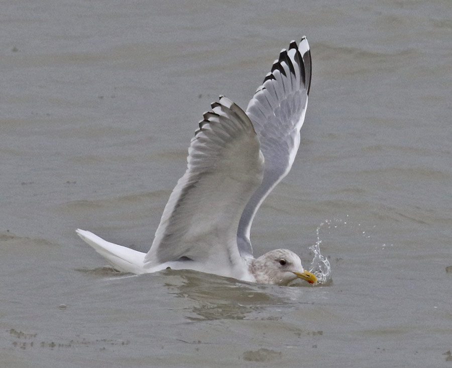 Iceland Gull 